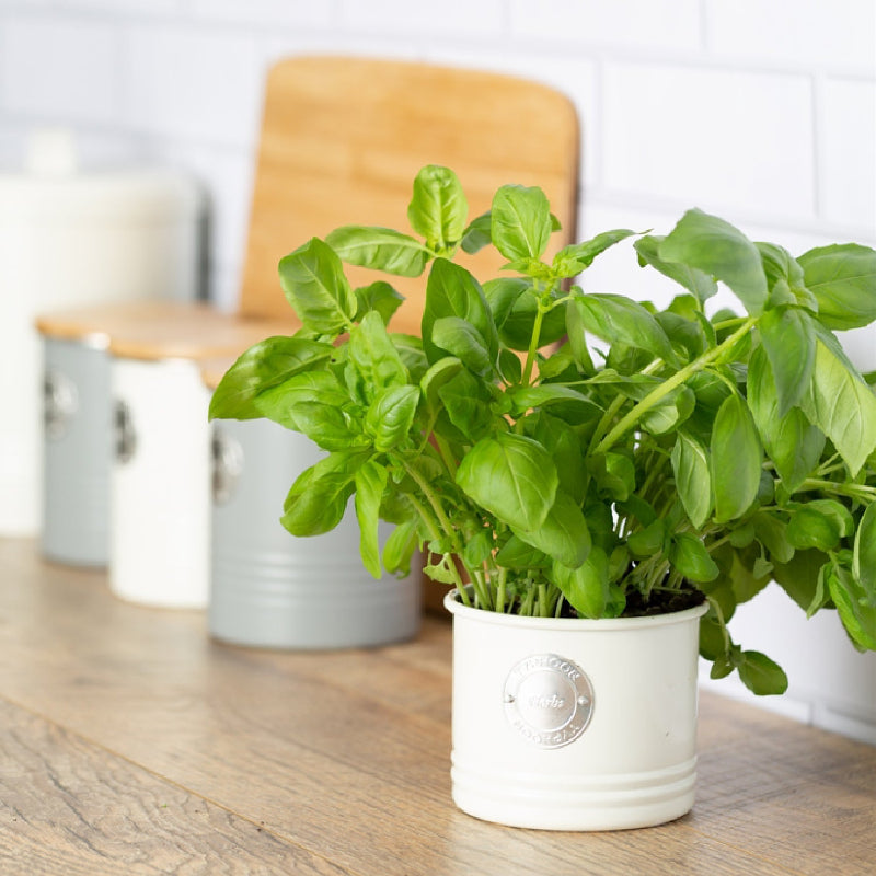 Living Herb Planter | Multiple Colors