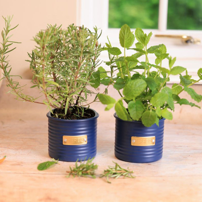 Otto Herb Planter | Multiple Colors | Single