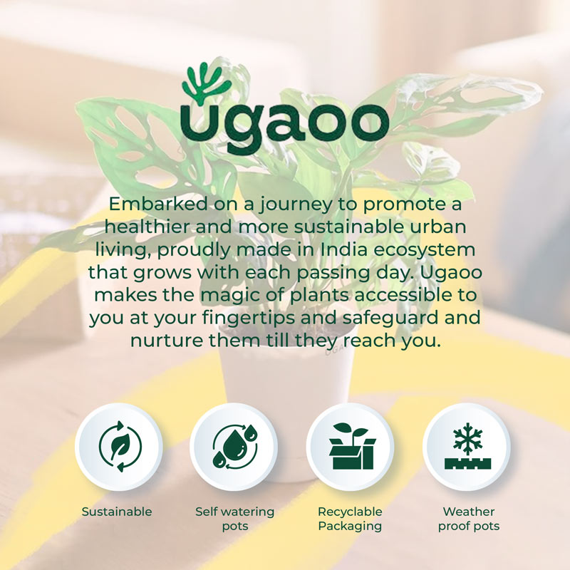 White Ceramic Matka with Leaf Design | Ugaoo