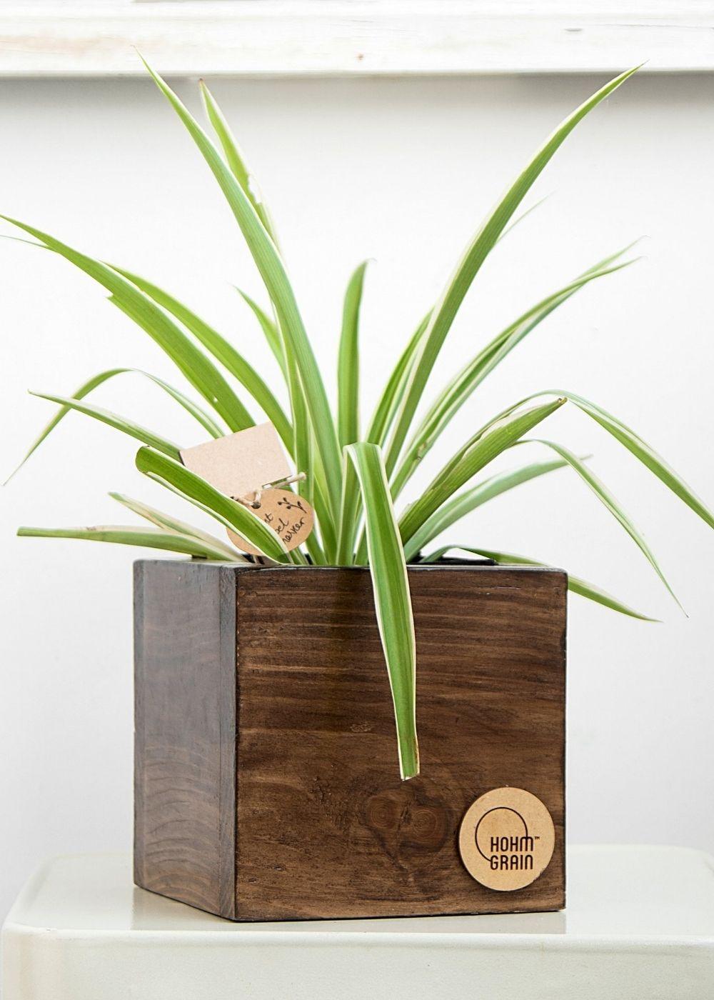 Cube Planters | Set of 3