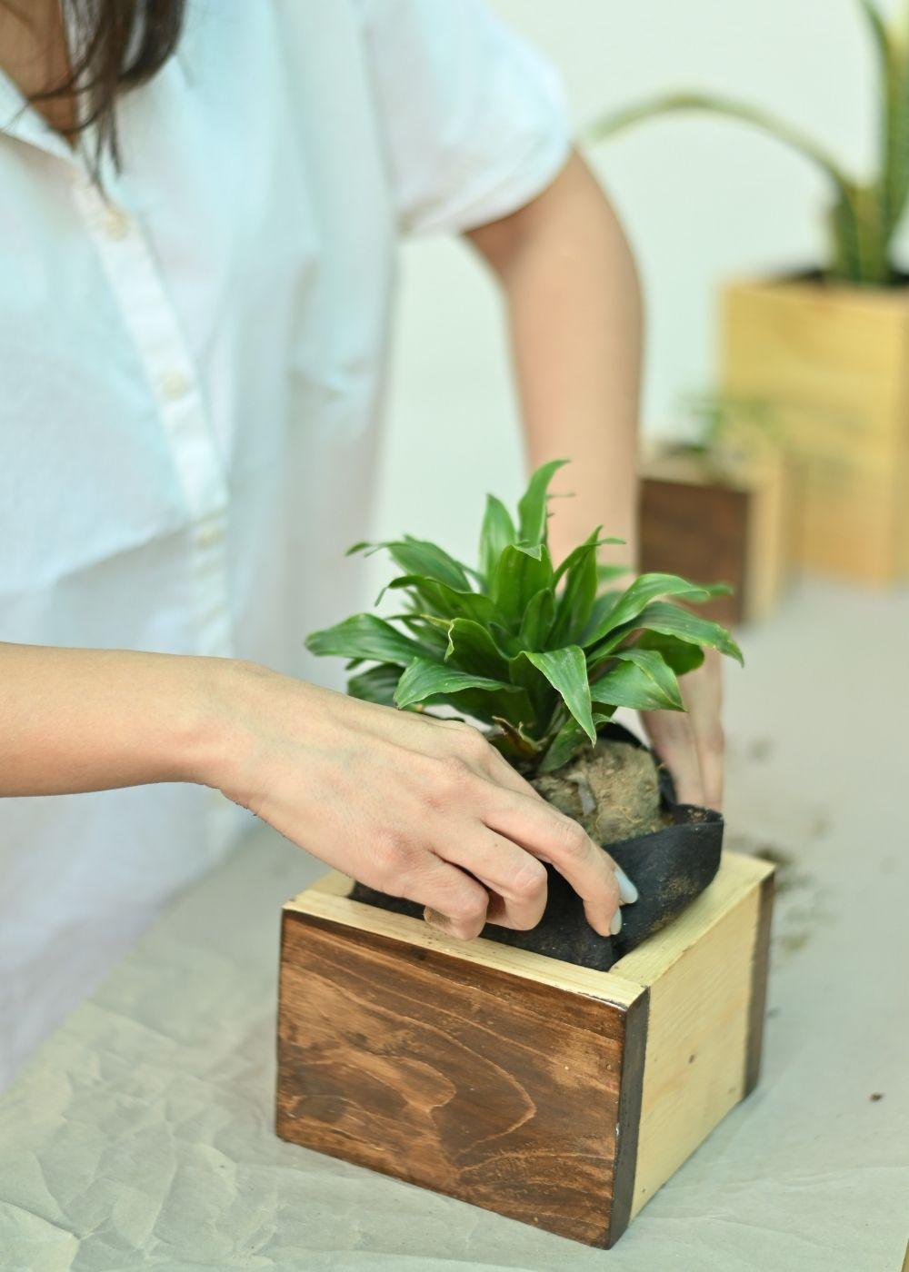 Cube Planters | Set of 3