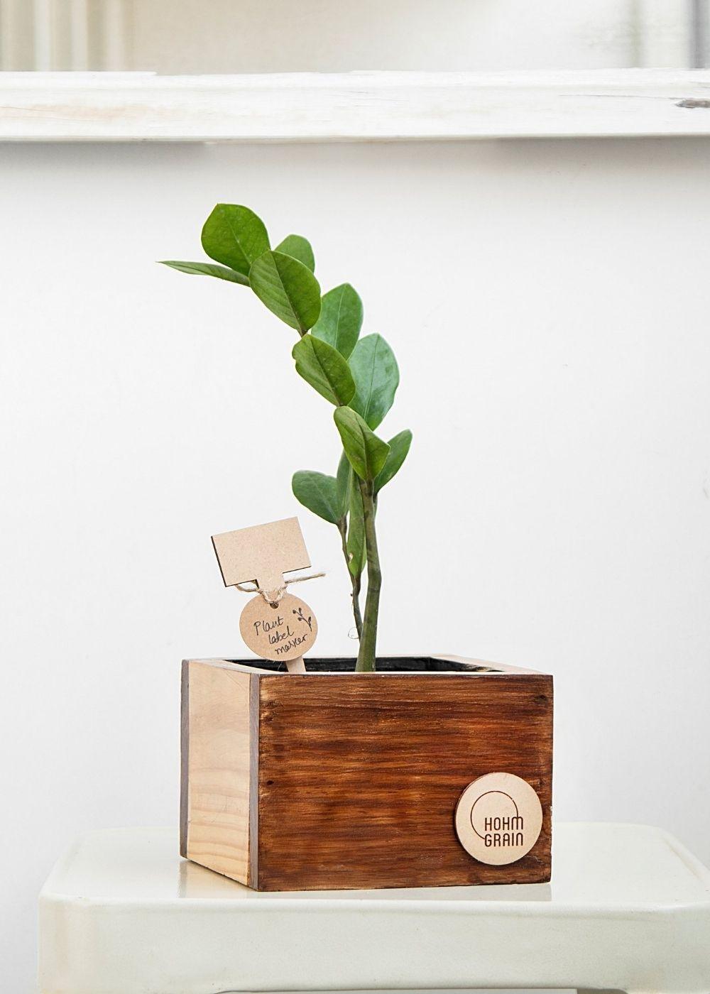 Cube Planter in Pine Wood | 4"