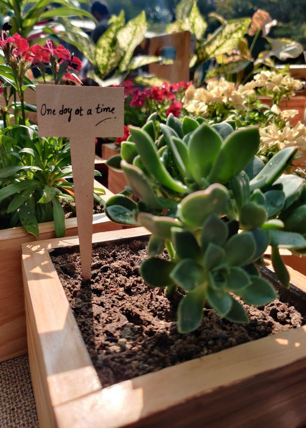 Cube Planter in Pine Wood | 4"