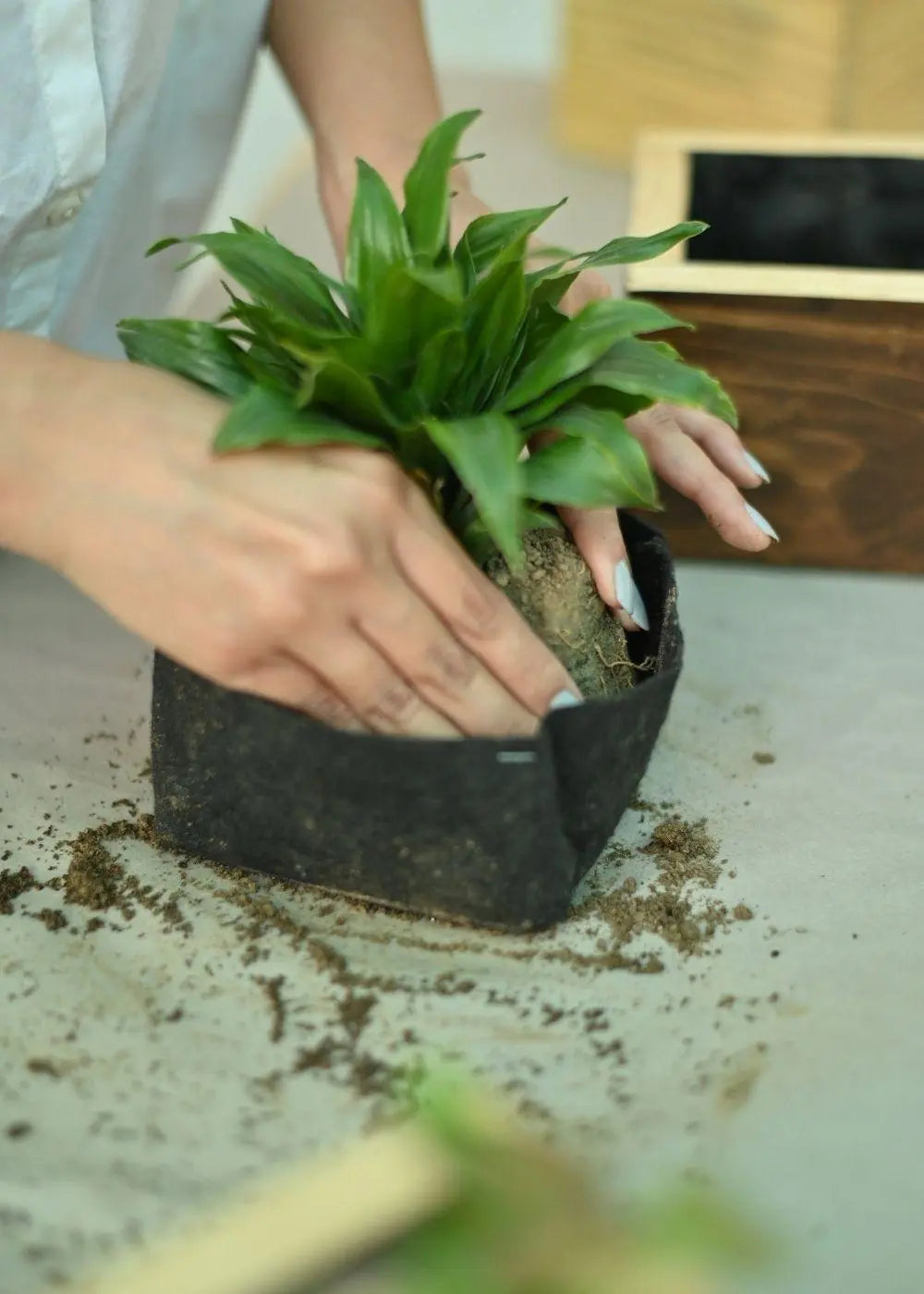 Cube Planter in Pine Wood | 6"