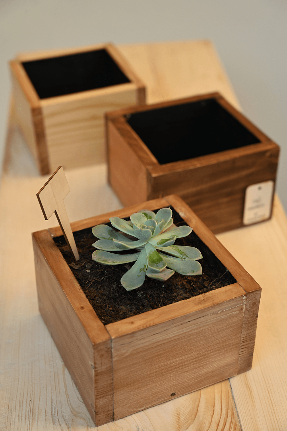 Cube Planter in Pine Wood | 4"
