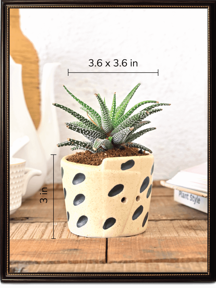 Melon Matte Finish Ceramic Pot With Seed Print | Mutiple Colors