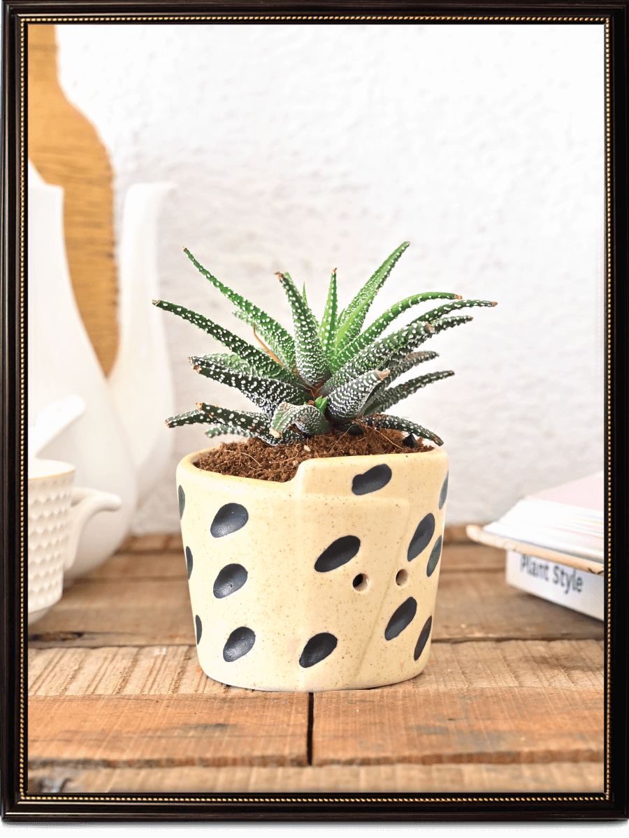 Melon Matte Finish Ceramic Pot With Seed Print | Mutiple Colors