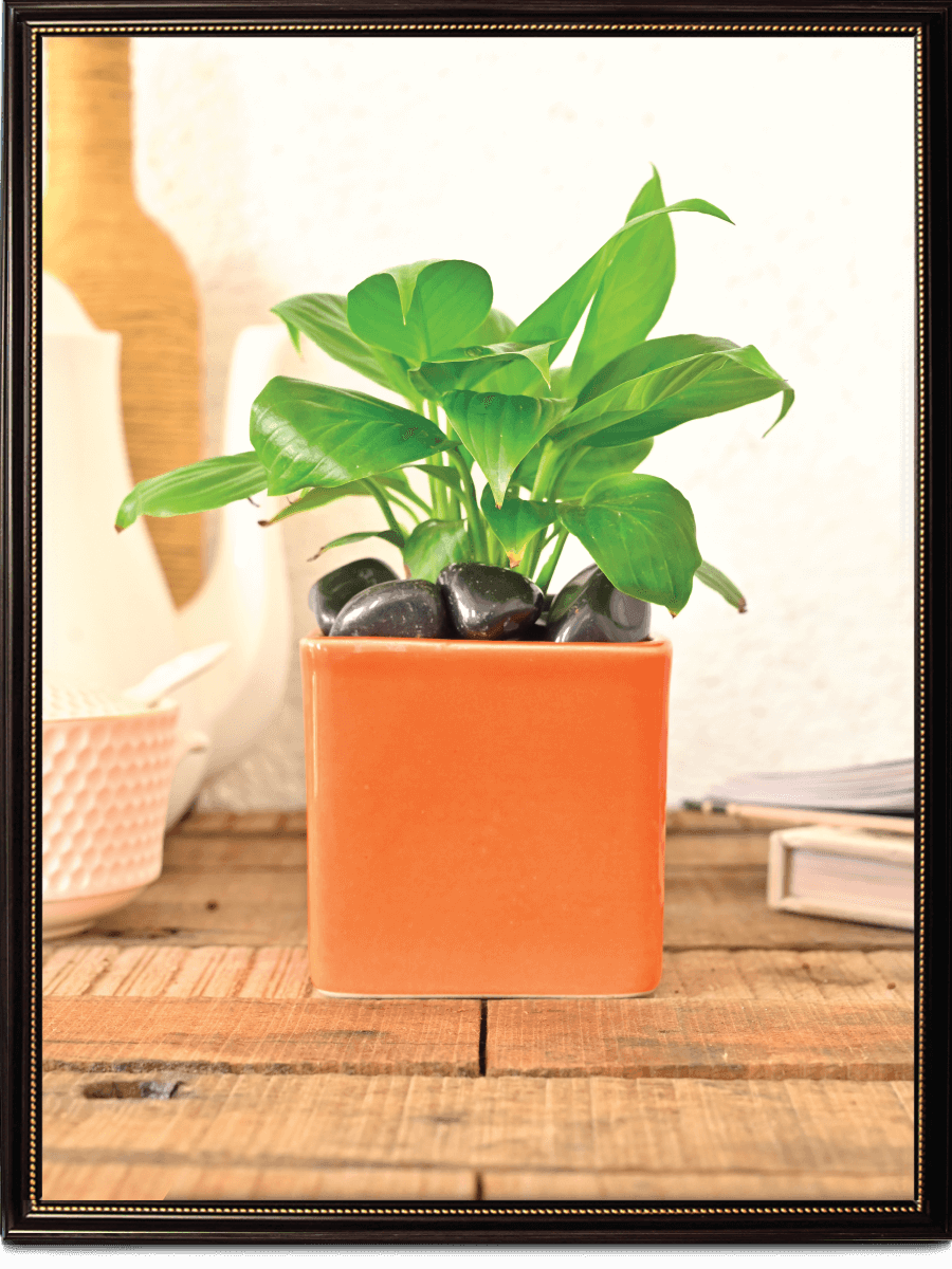 Square Ceramic Pot | Ugaoo | Multiple Colors