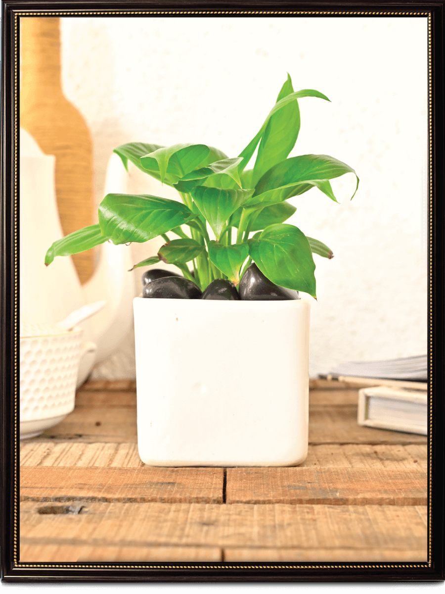 Square Ceramic Pot | Ugaoo | Multiple Colors