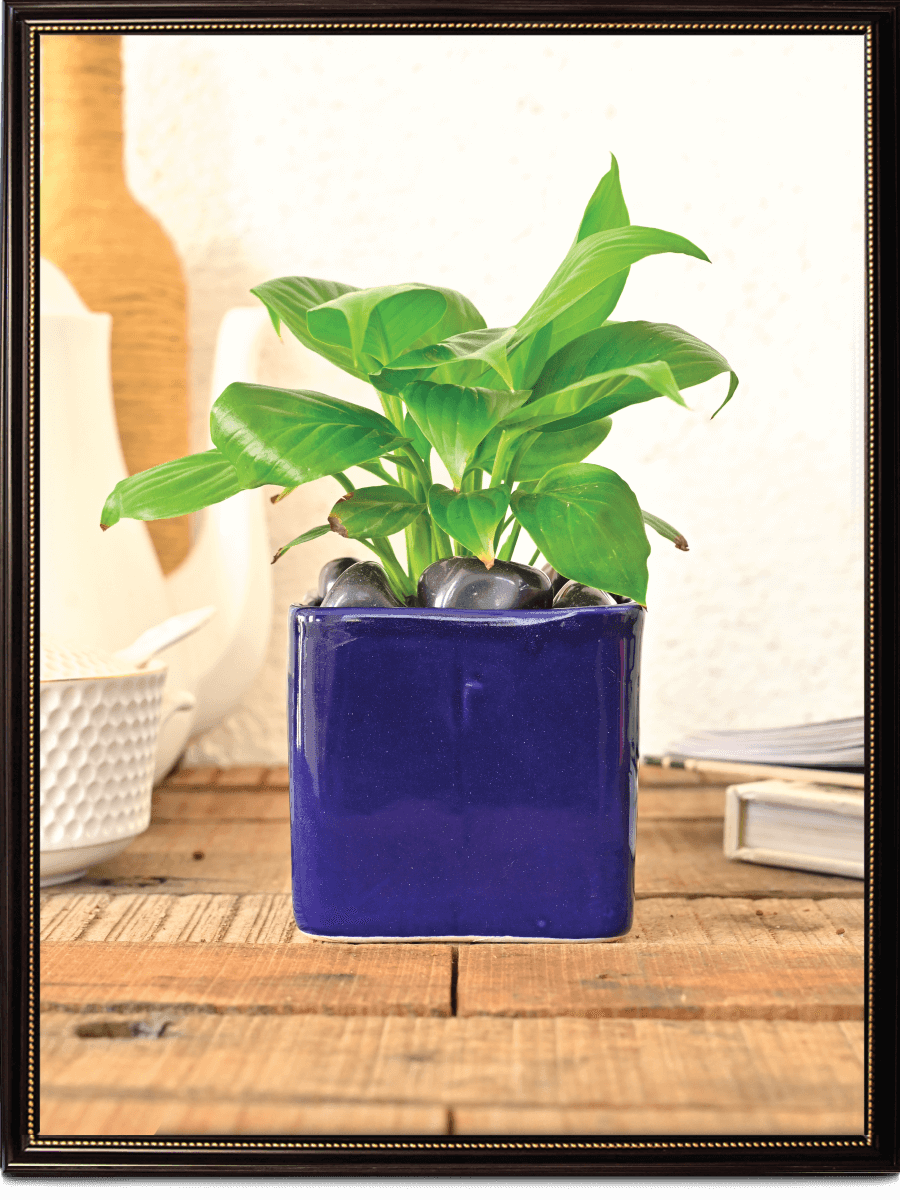 Square Ceramic Pot | Ugaoo | Multiple Colors