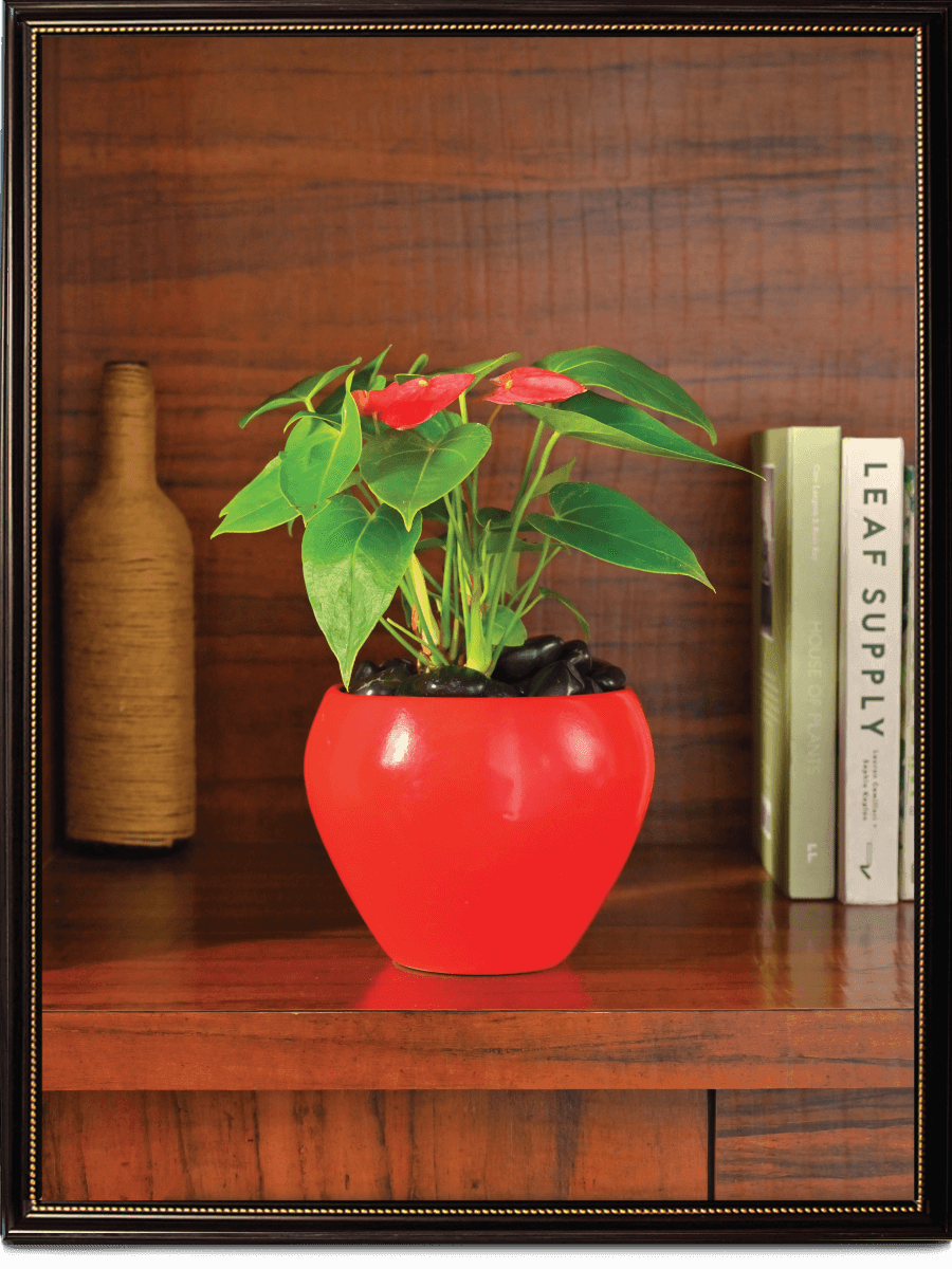 Apple Ceramic Pot | Mutiple Colors