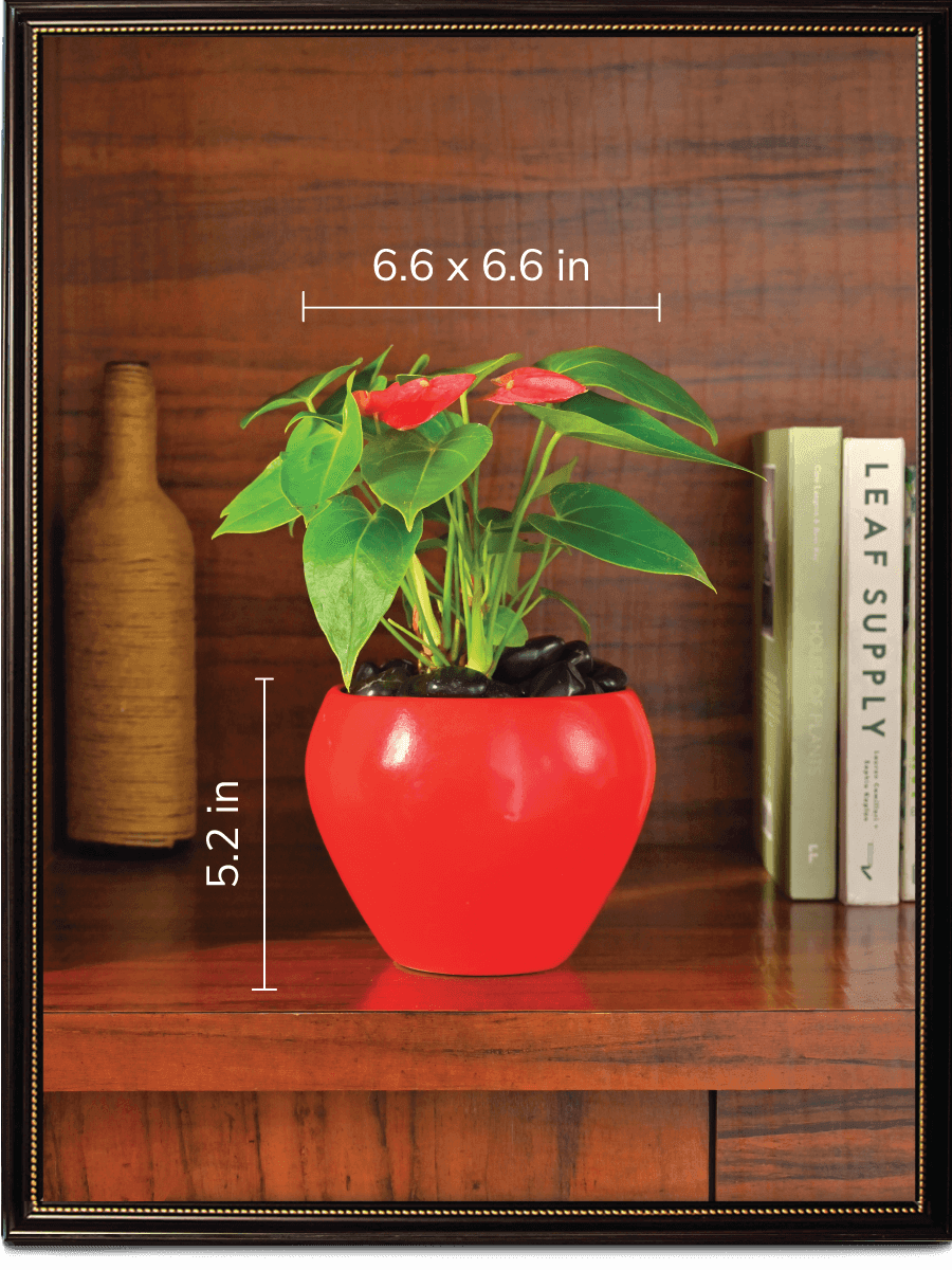 Apple Ceramic Pot | Mutiple Colors