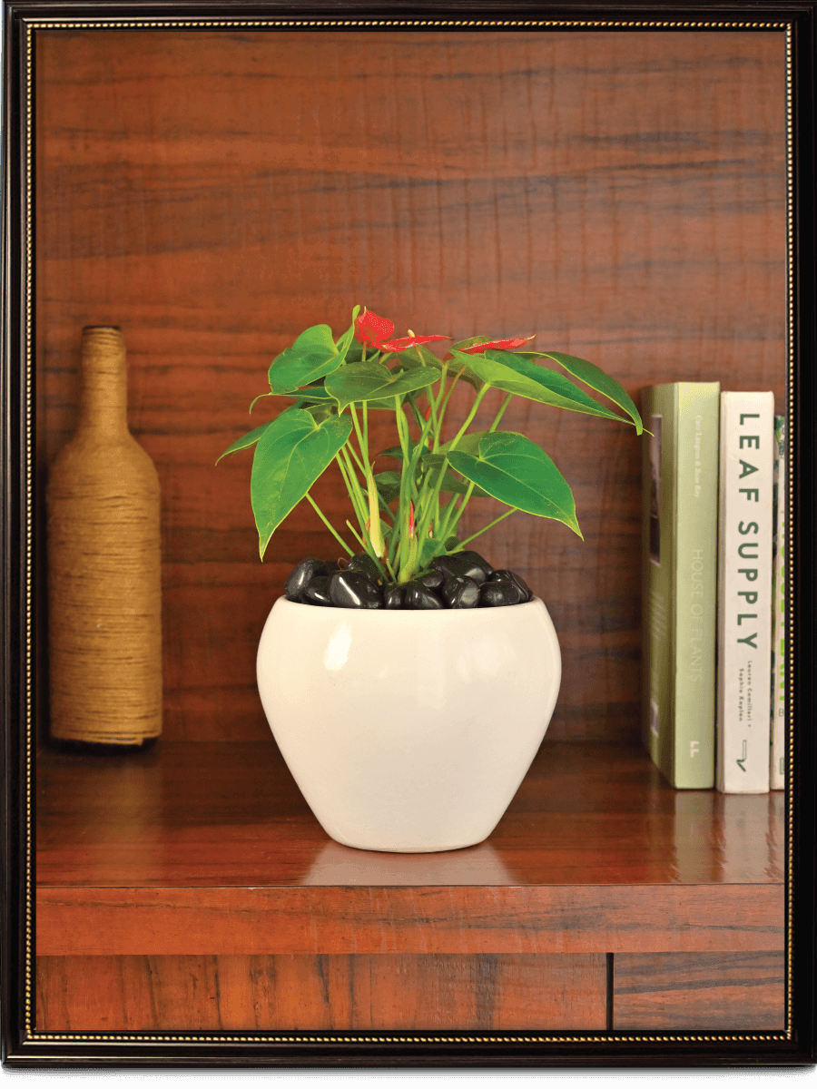 Apple Ceramic Pot | Mutiple Colors
