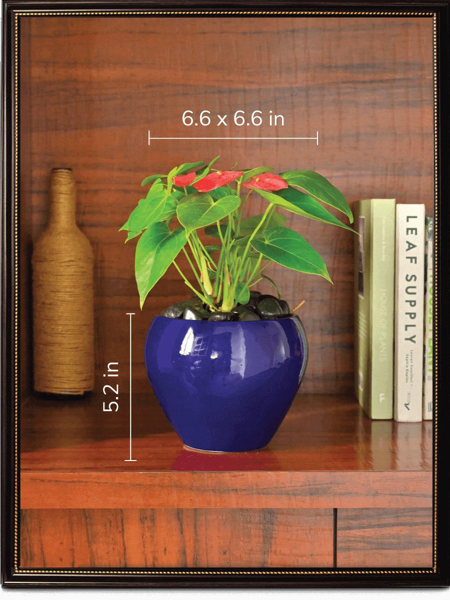 Apple Ceramic Pot | Mutiple Colors