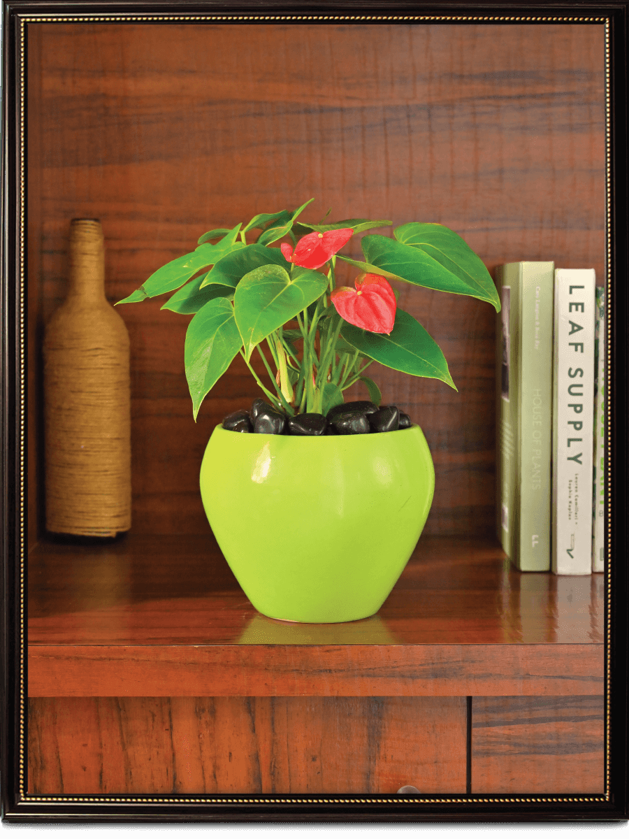 Apple Ceramic Pot | Mutiple Colors