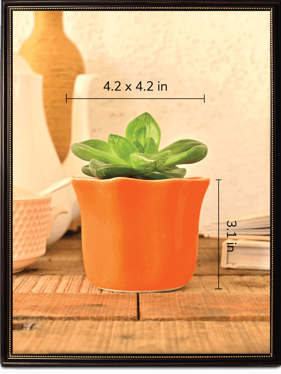 Star Dark Ceramic Pot | Ugaoo | Multiple Colors