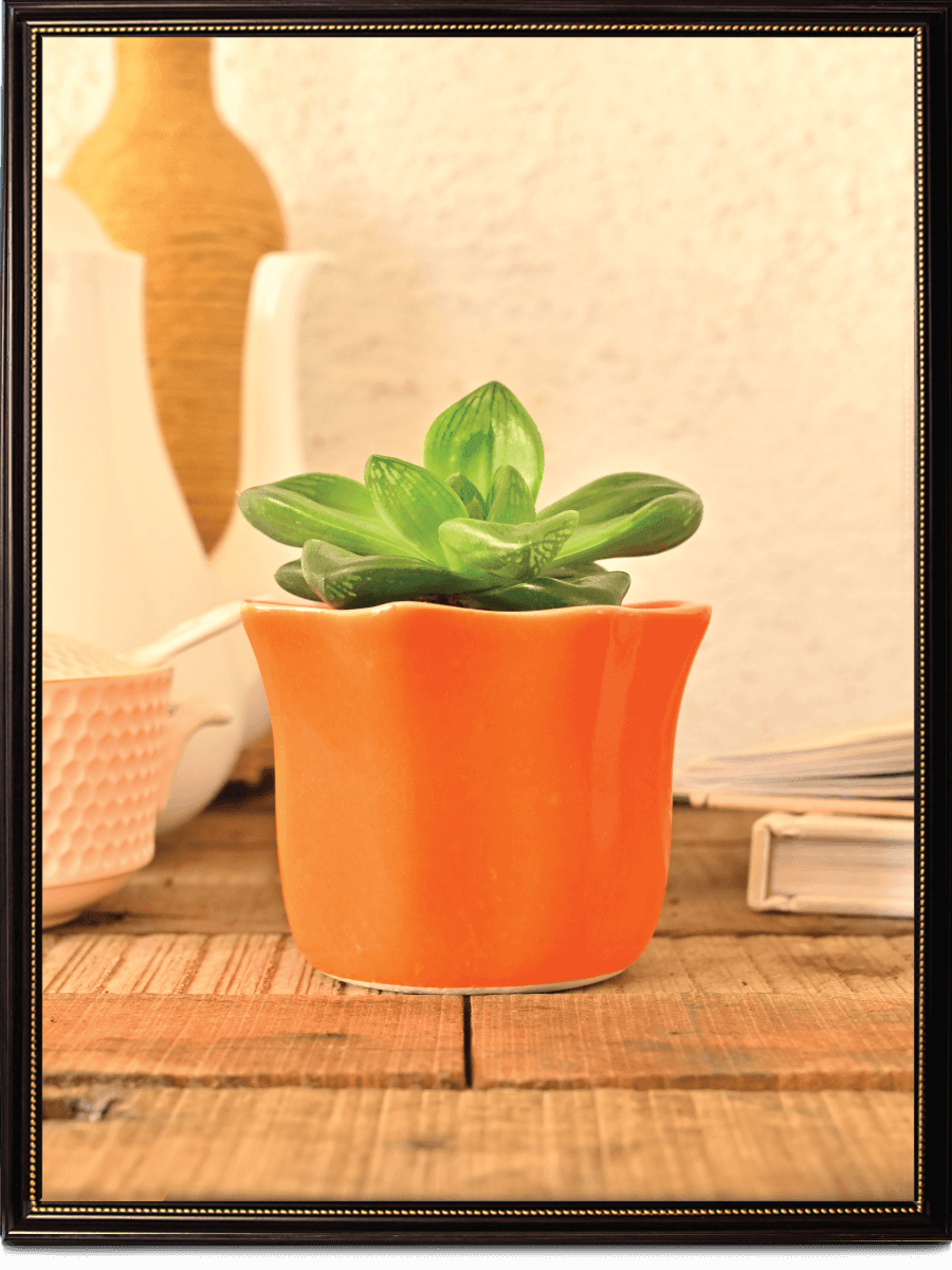 Star Dark Ceramic Pot | Ugaoo | Multiple Colors
