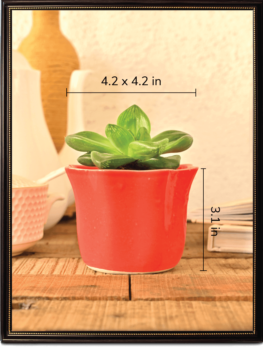 Star Dark Ceramic Pot | Ugaoo | Multiple Colors