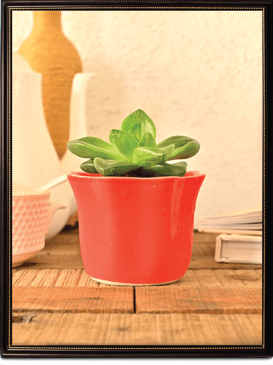 Star Dark Ceramic Pot | Ugaoo | Multiple Colors