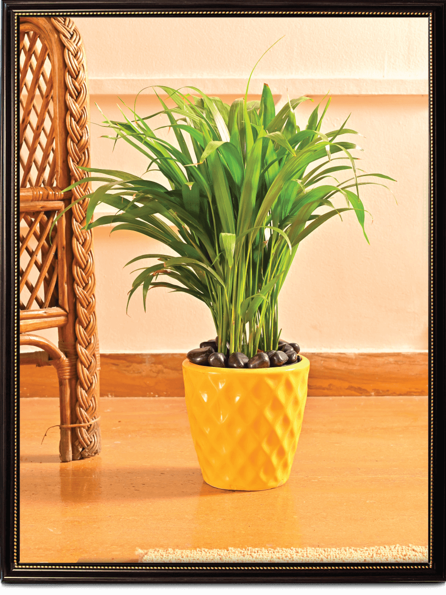 Argyle Ceramic Pot |  Multiple Colors
