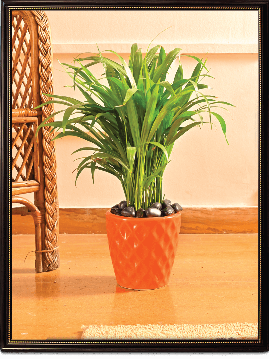 Argyle Ceramic Pot |  Multiple Colors