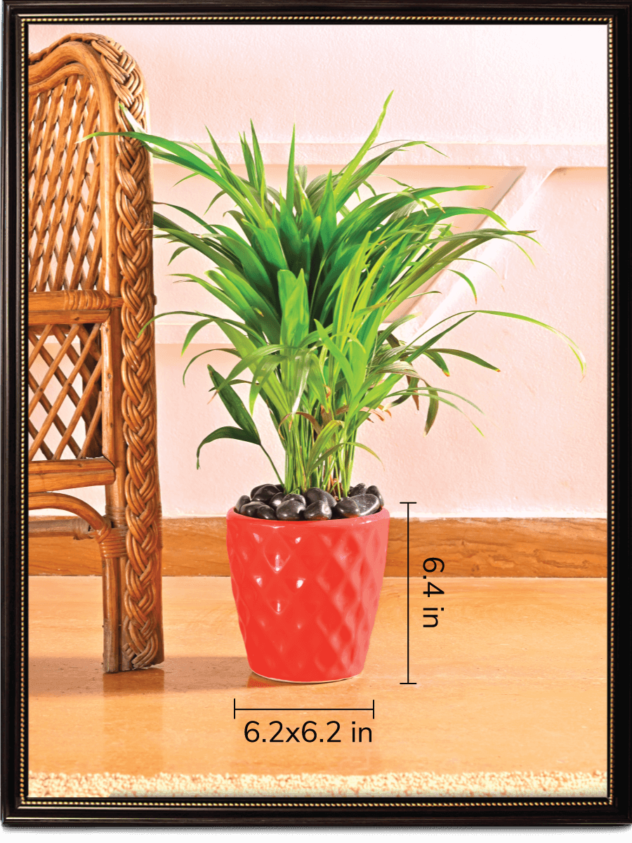Argyle Ceramic Pot |  Multiple Colors
