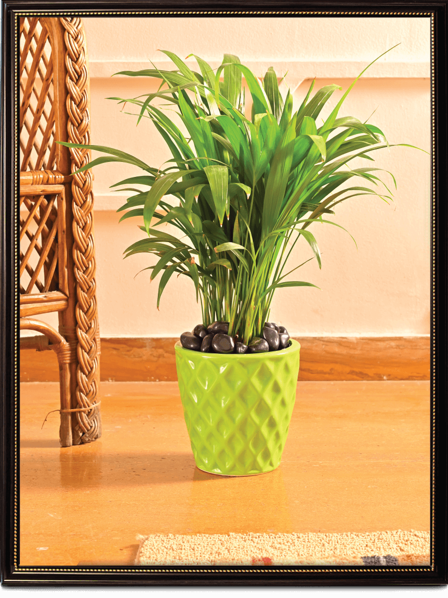 Argyle Ceramic Pot |  Multiple Colors