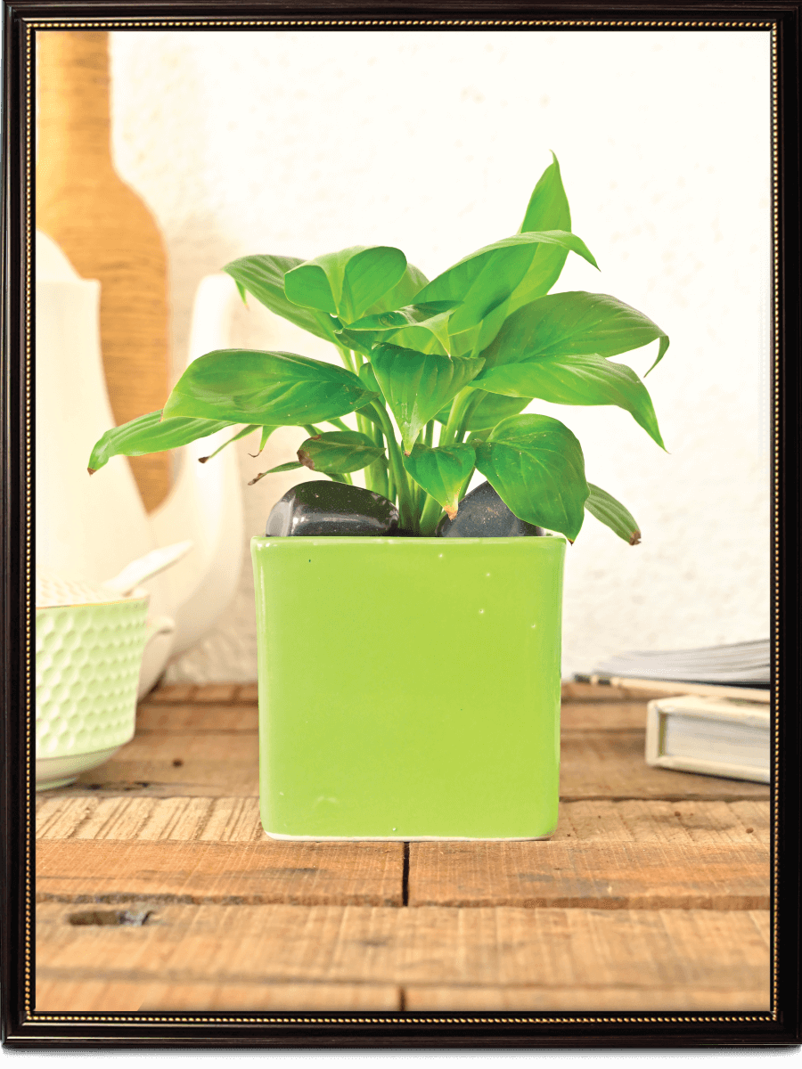 Square Ceramic Pot | Ugaoo | Multiple Colors