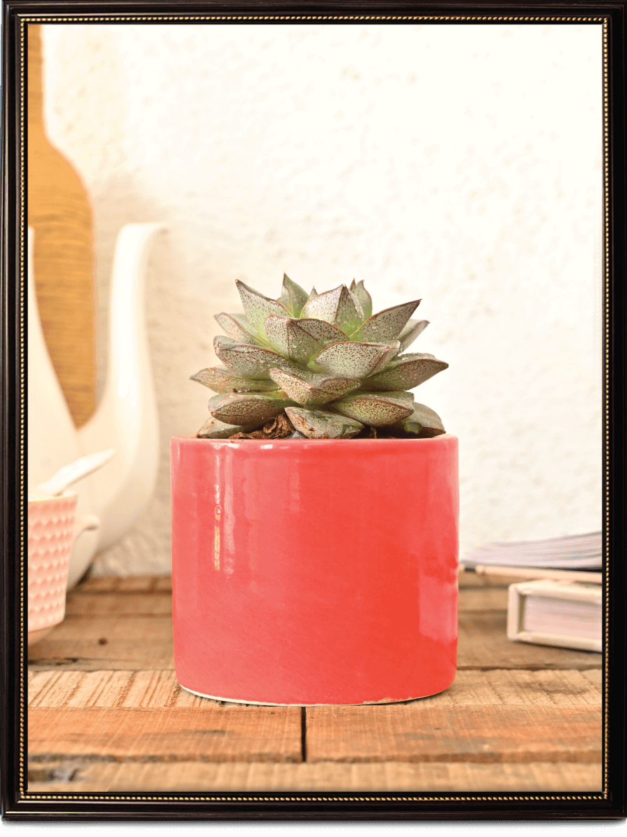 Pipe Ceramic Pot | Multiple Colors