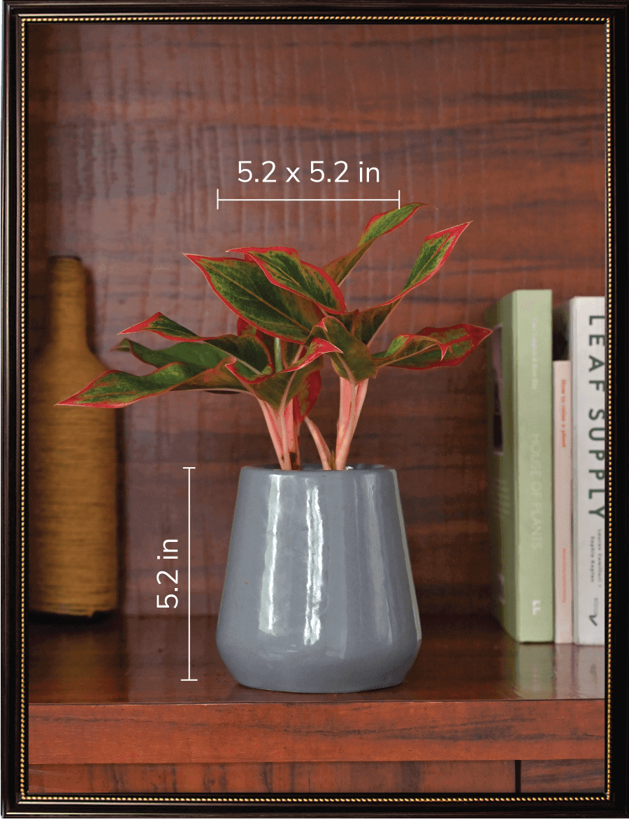 Tulip Fantasy Grey Ceramic Pot
