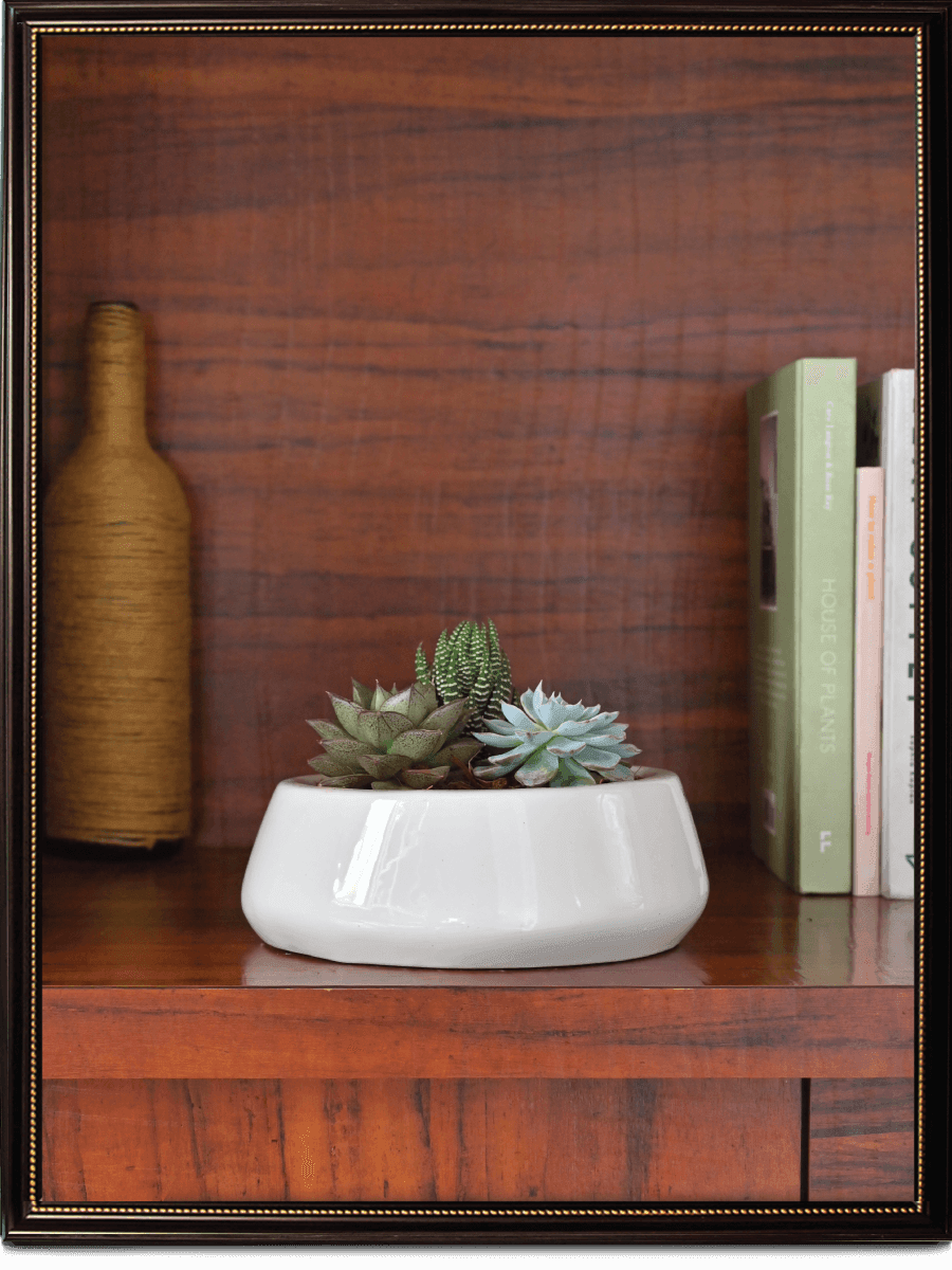 Tulip Fantasy Ceramic Pot | Ugaoo | Mutiple Colors