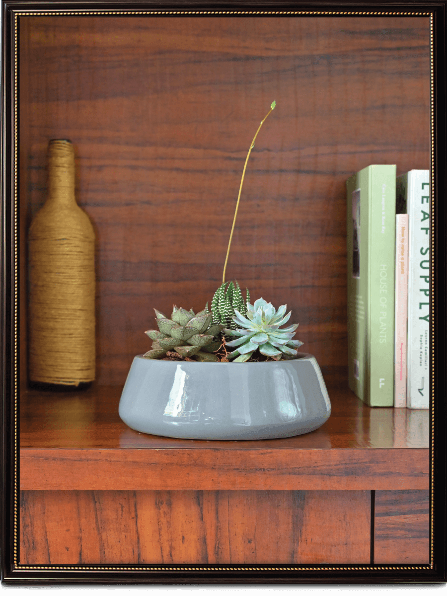 Tulip Fantasy Ceramic Pot | Ugaoo | Mutiple Colors
