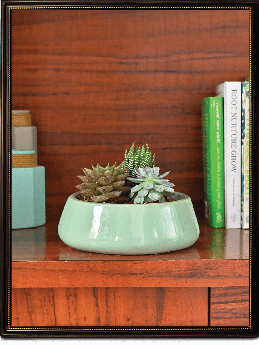 Tulip Fantasy Ceramic Pot | Ugaoo | Mutiple Colors
