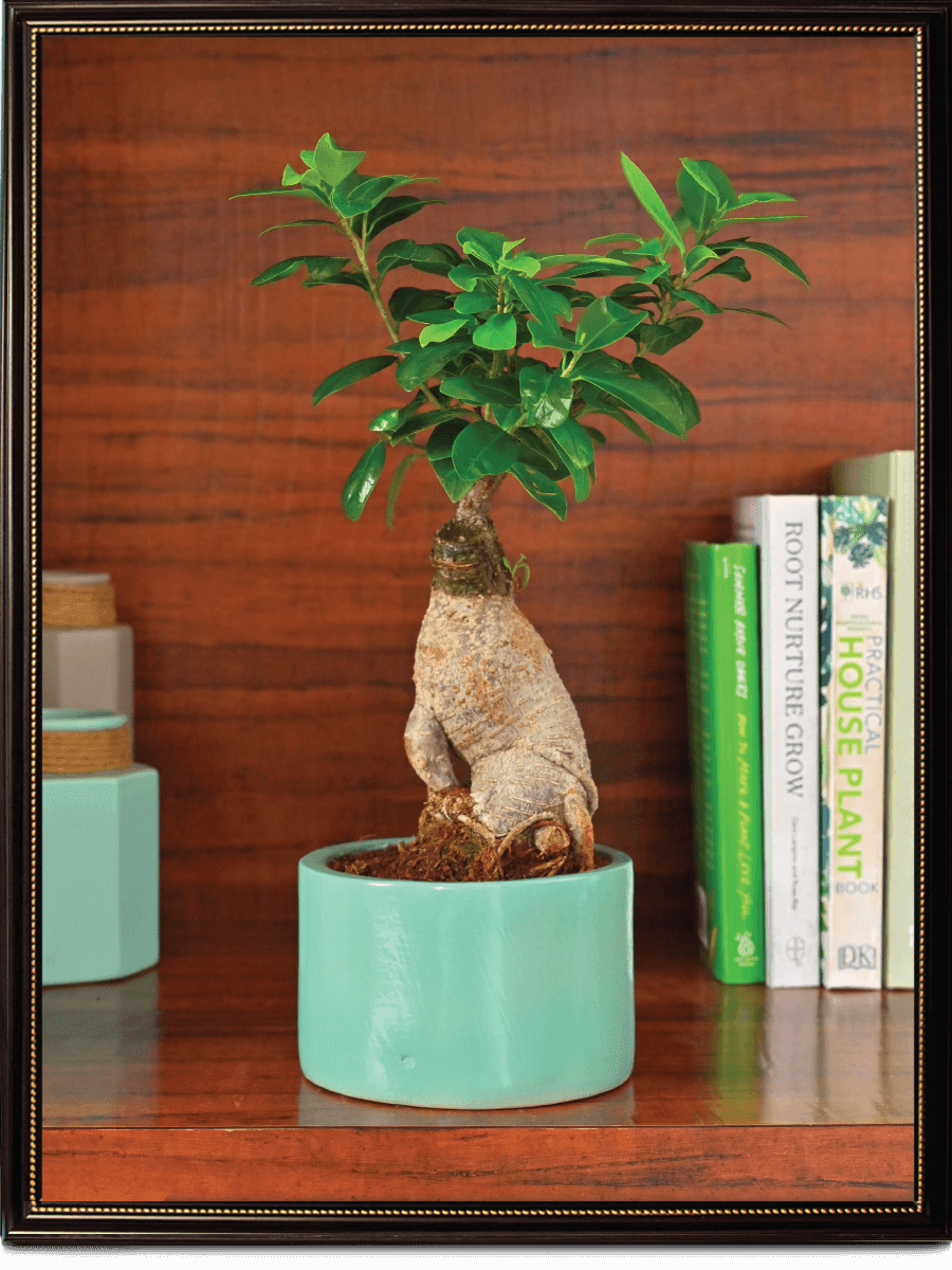 Aqua Green Ceramic Pot