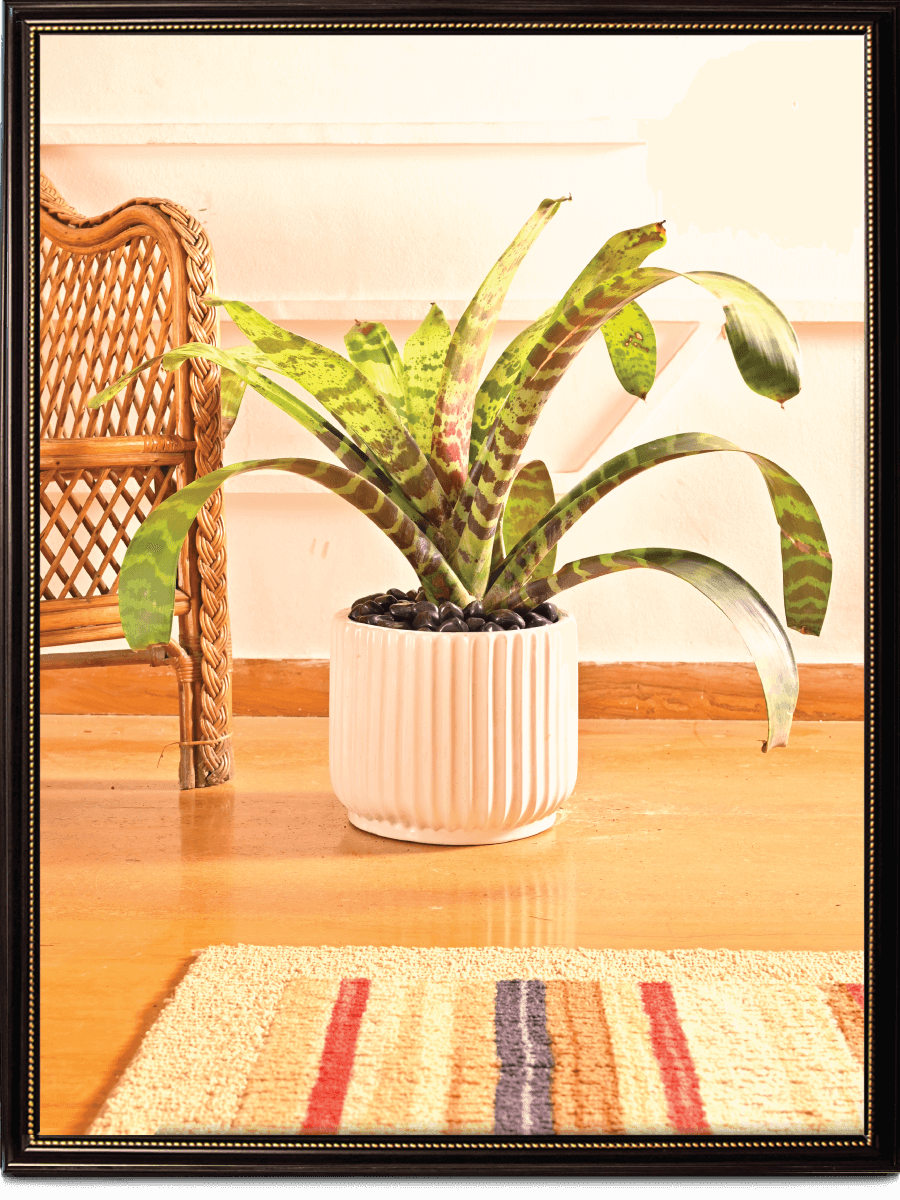 Phoenix Ceramic Pot | Multiple Colors