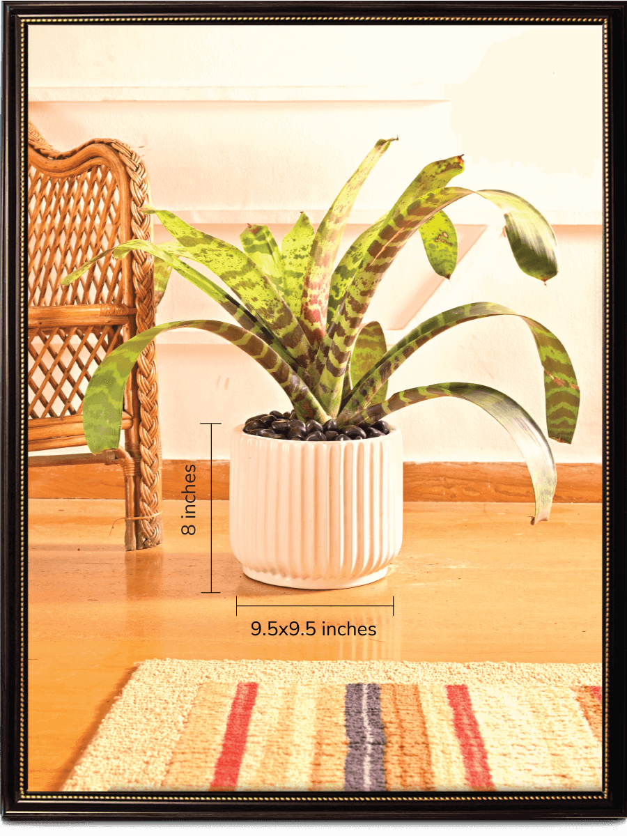 Phoenix Ceramic Pot | Multiple Colors