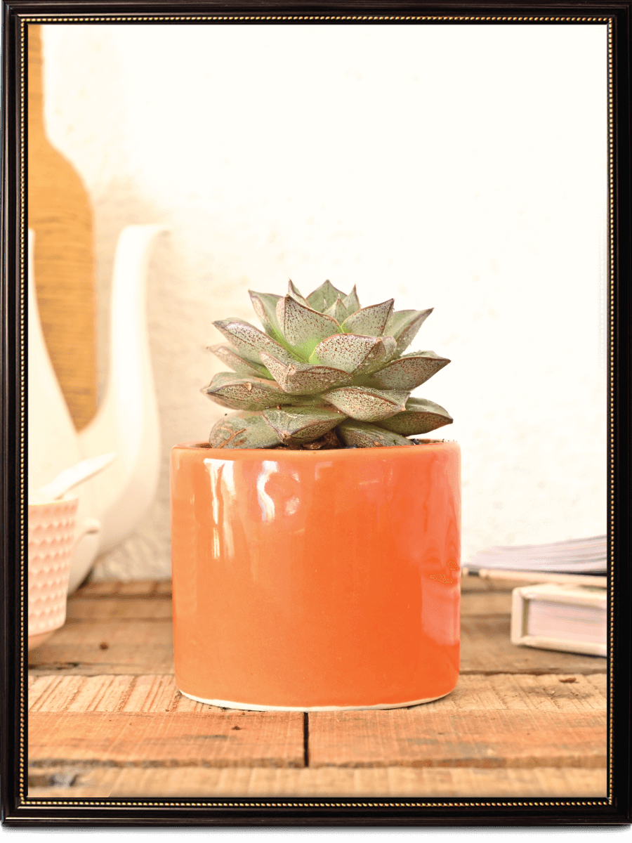 Pipe Ceramic Pot | Multiple Colors