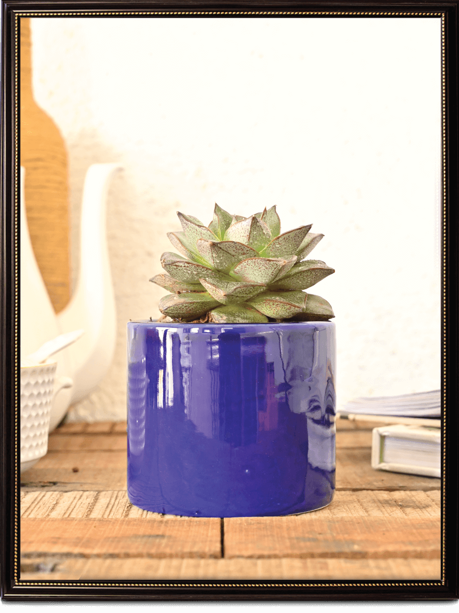 Pipe Ceramic Pot | Multiple Colors