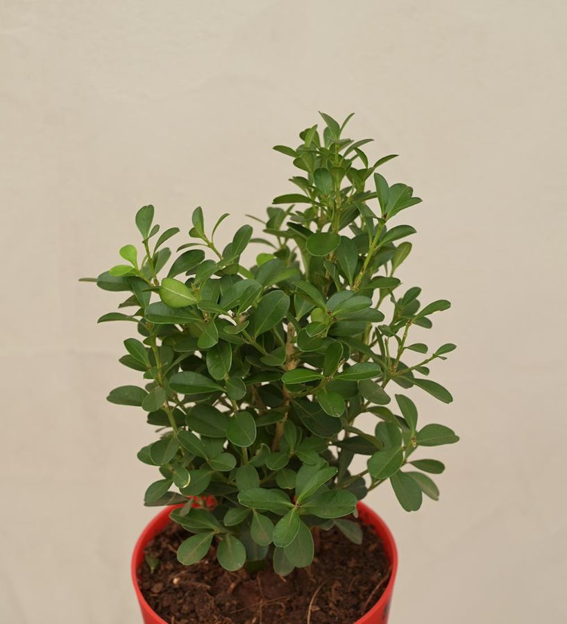 Boxwood Buxus Live Plant