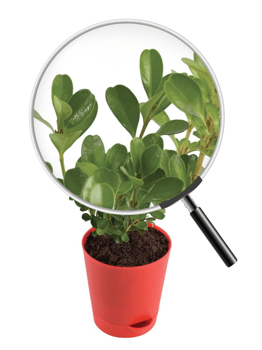 Boxwood Buxus Live Plant