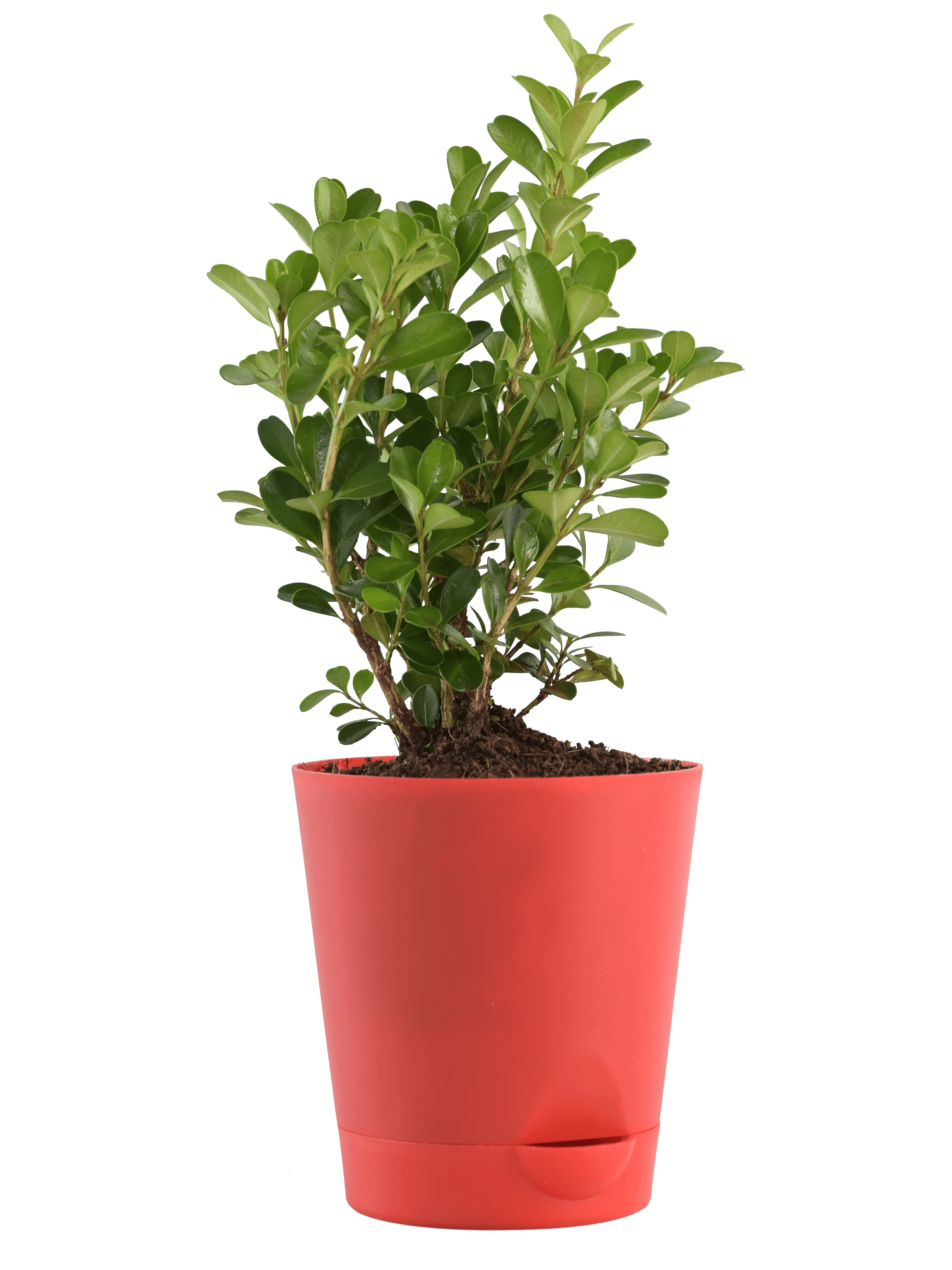 Boxwood Buxus Live Plant