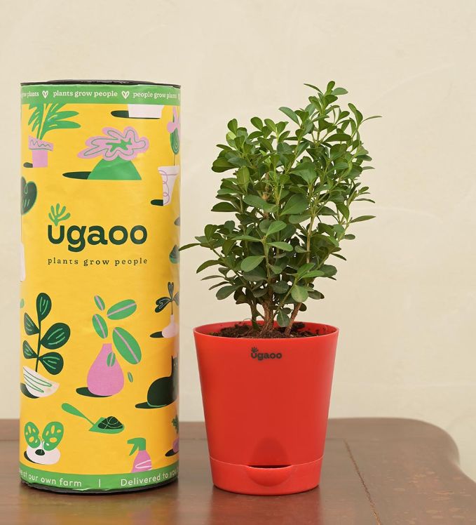 Boxwood Buxus Live Plant