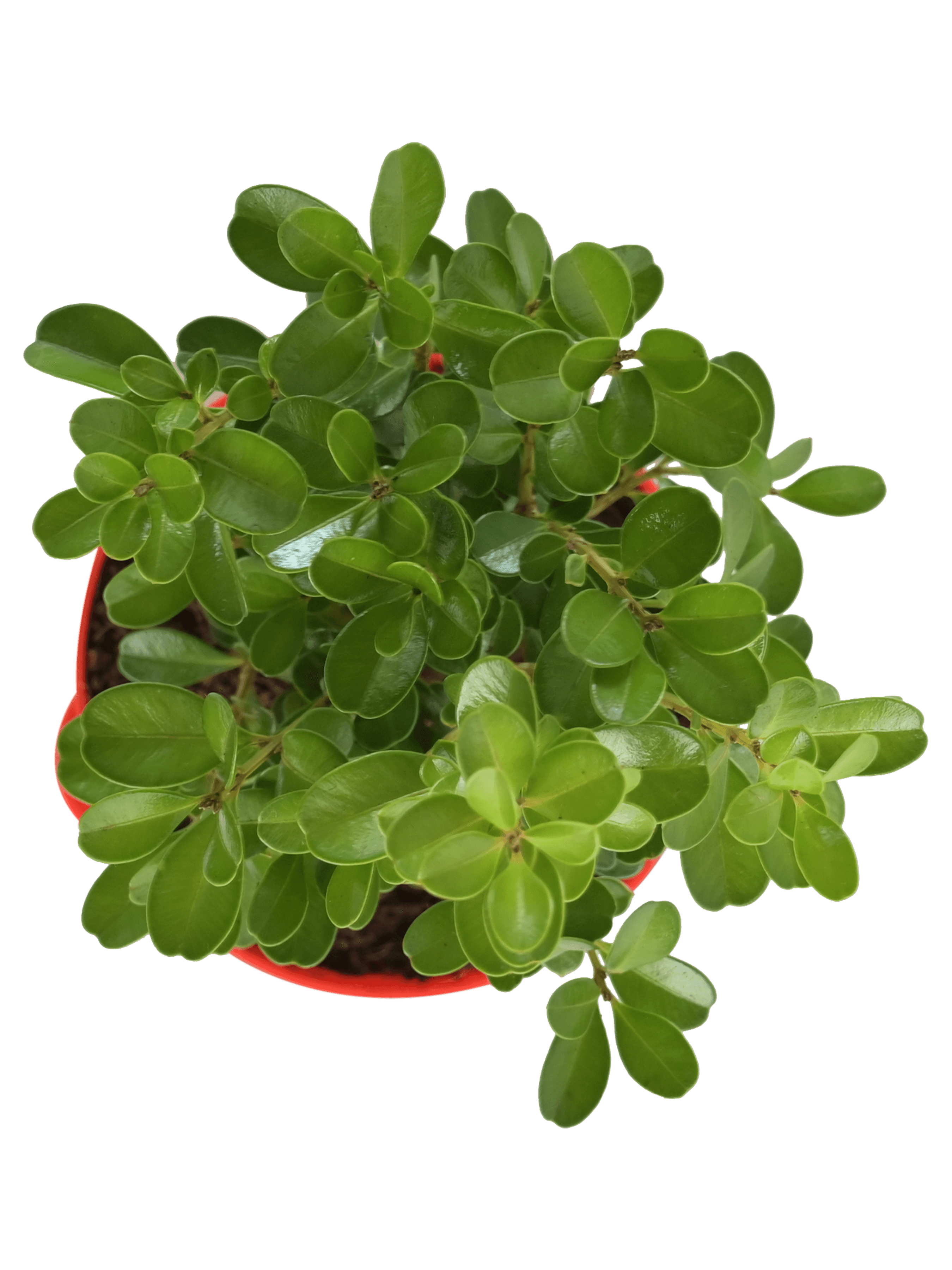 Boxwood Buxus Live Plant