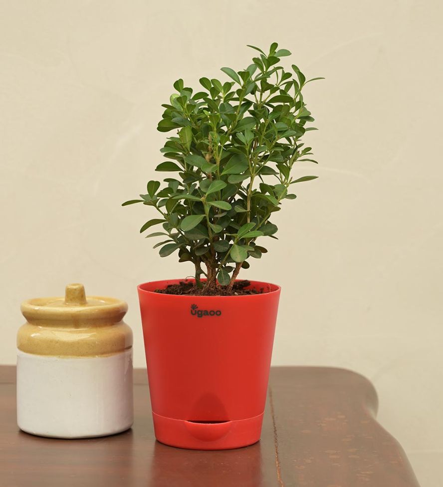 Boxwood Buxus Live Plant