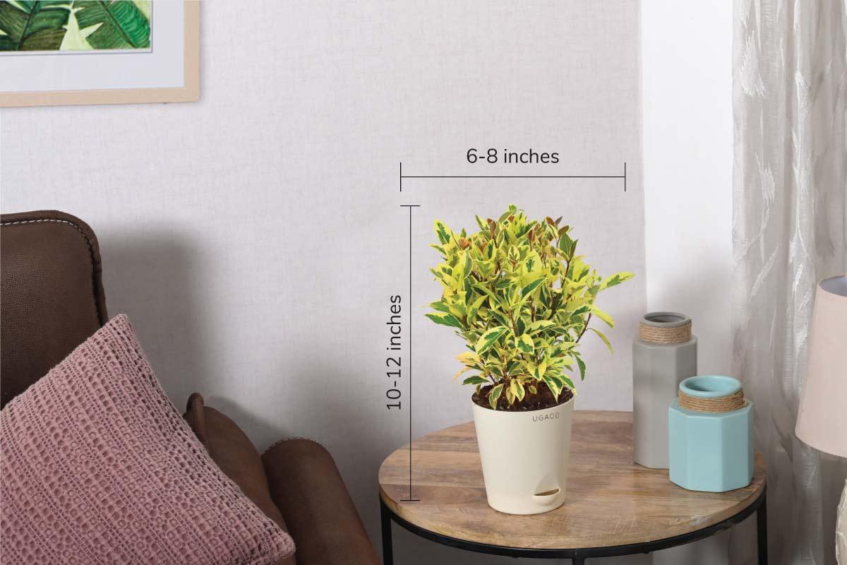 Ficus Prestige - Medium