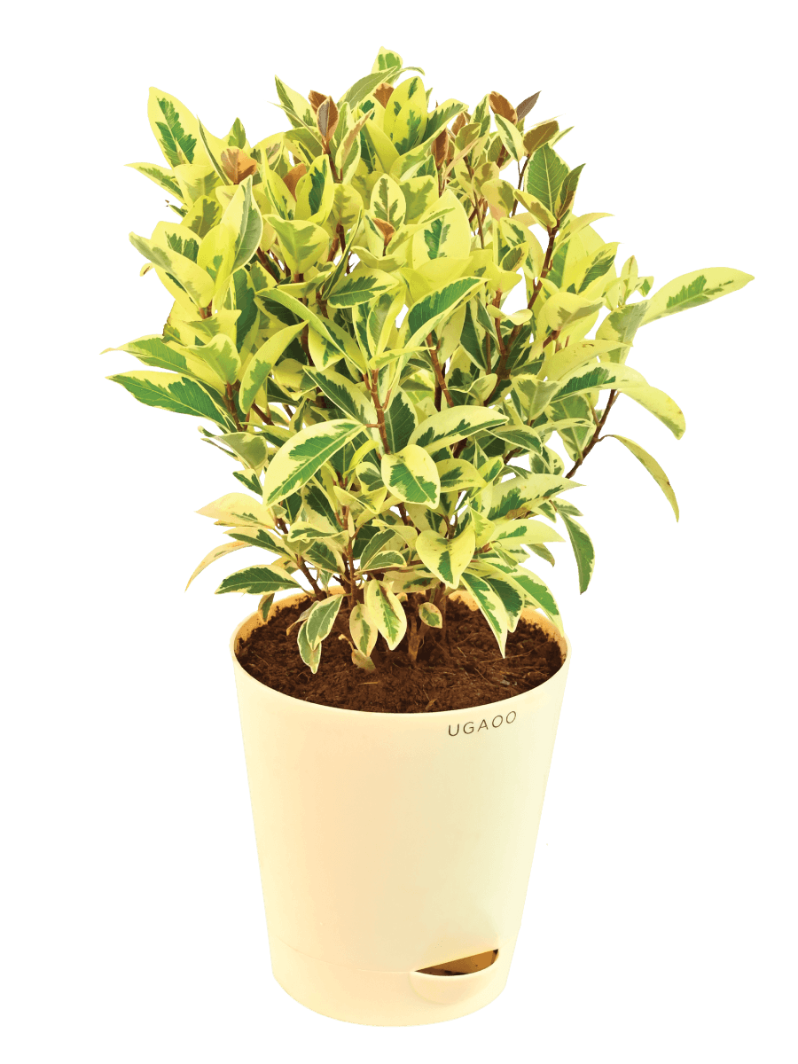 Ficus Prestige - Medium