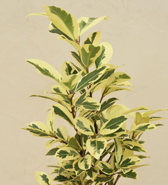 Ficus Prestige - Medium