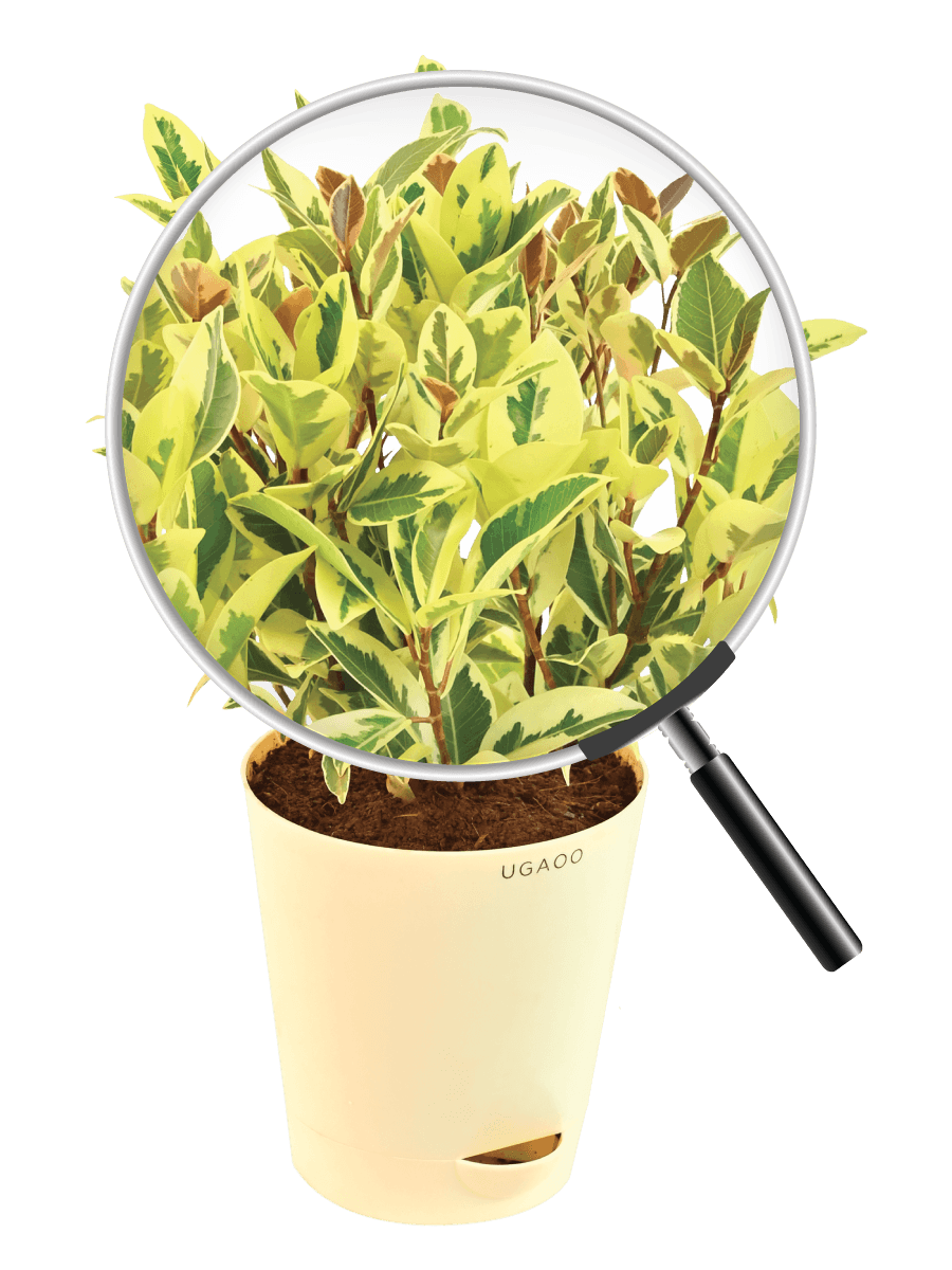 Ficus Prestige - Medium