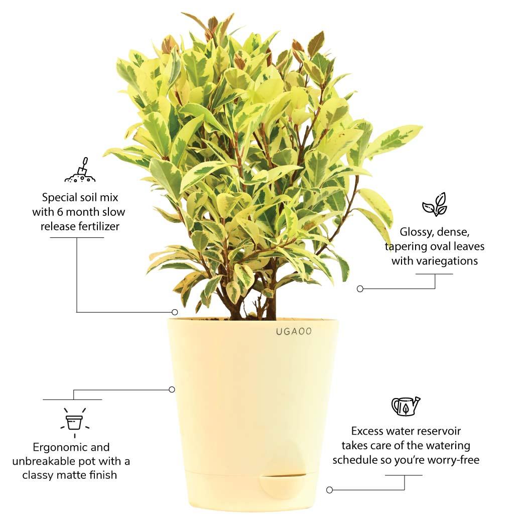 Ficus Prestige - Medium