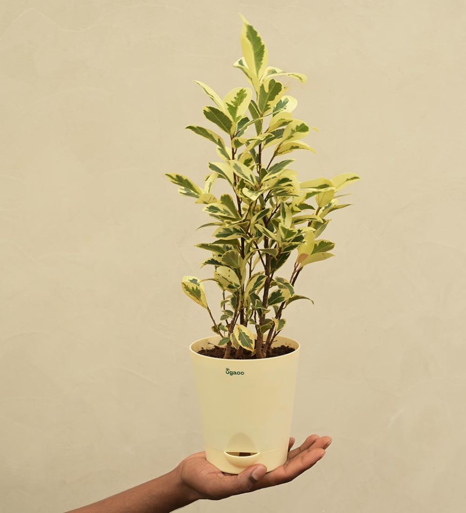 Ficus Prestige - Medium